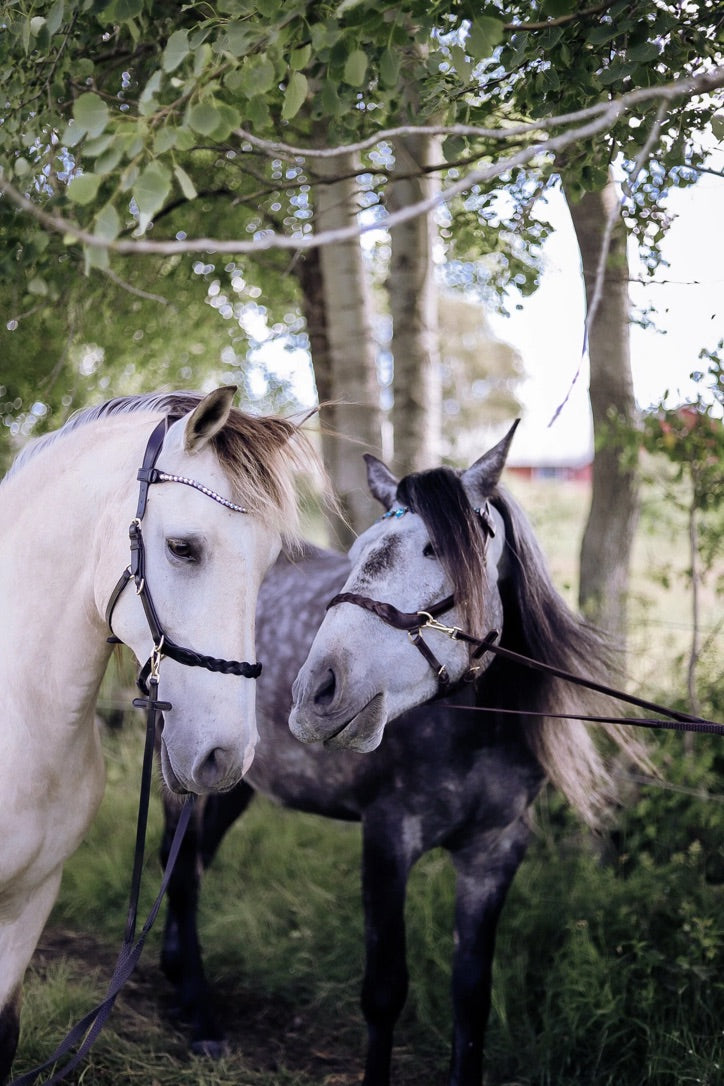 Bridles & Browbands
