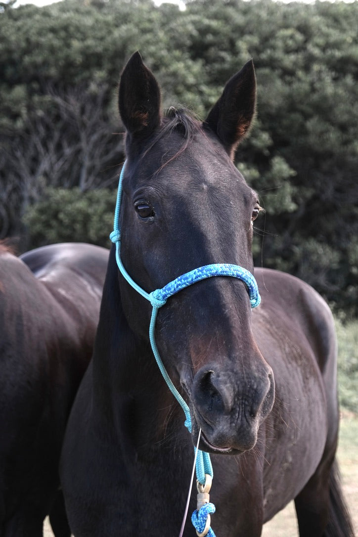 Overlay Halter - "LAGOON X OASIS"