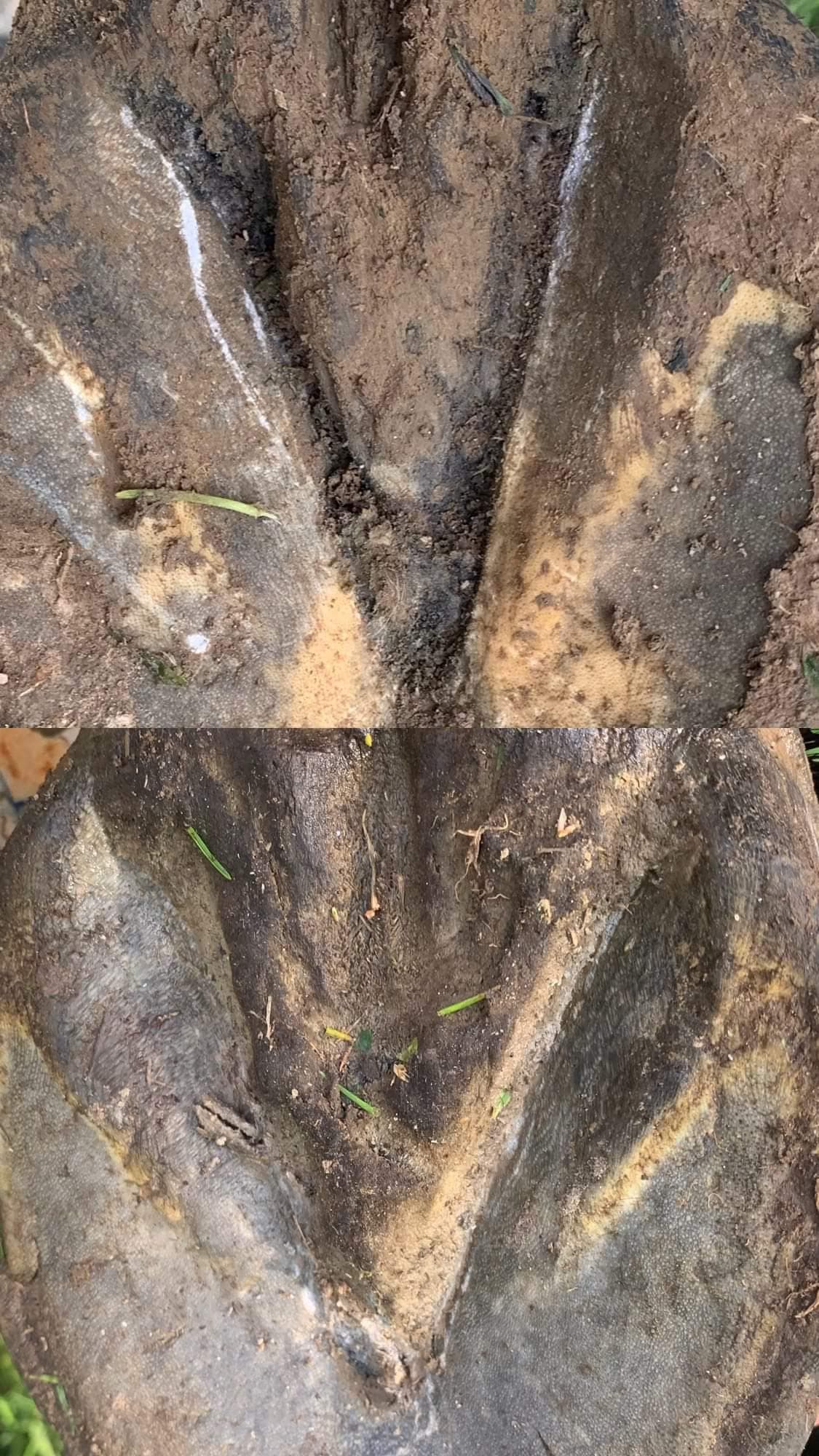 Hoof Beehave - Zinc Hoof Paste