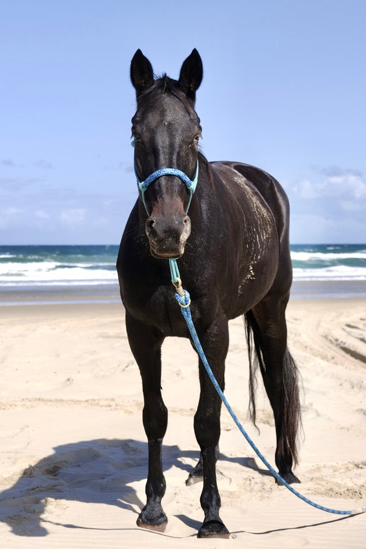 Standard Overlay Halter - Design your own