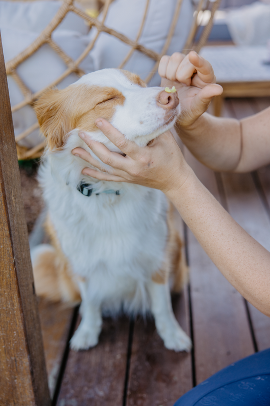 Bee Pawsome - Pet Paw Balm