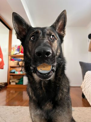 Bee Pawsome - Pet Paw Balm