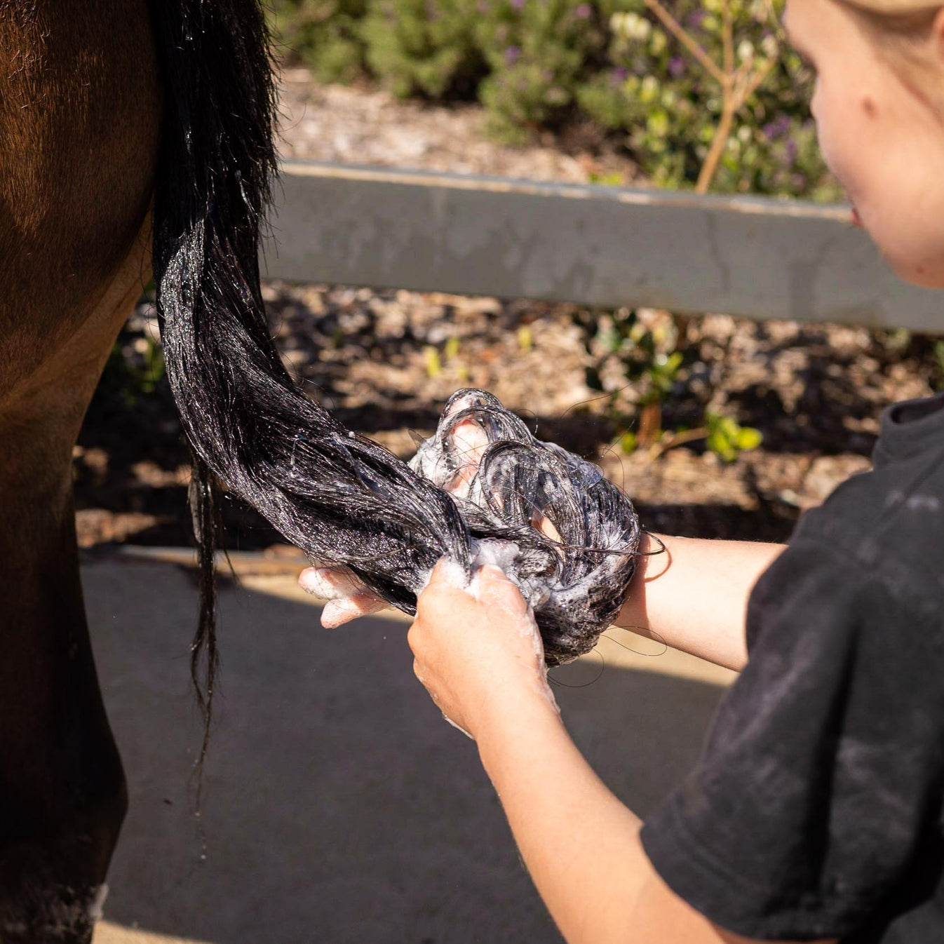 Natural Horse Shampoo