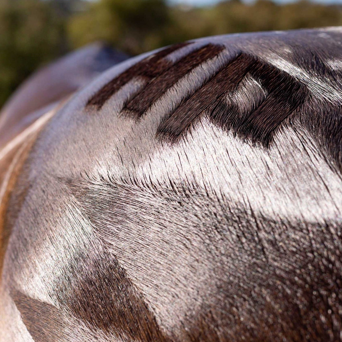 Quarter Mark Horse Brush