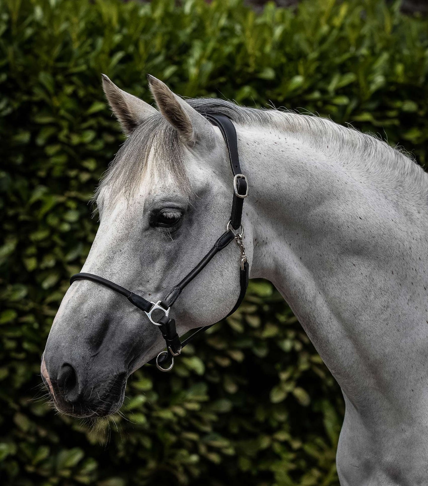 Hennaroso Rolled Anatomic Leather Head Collar