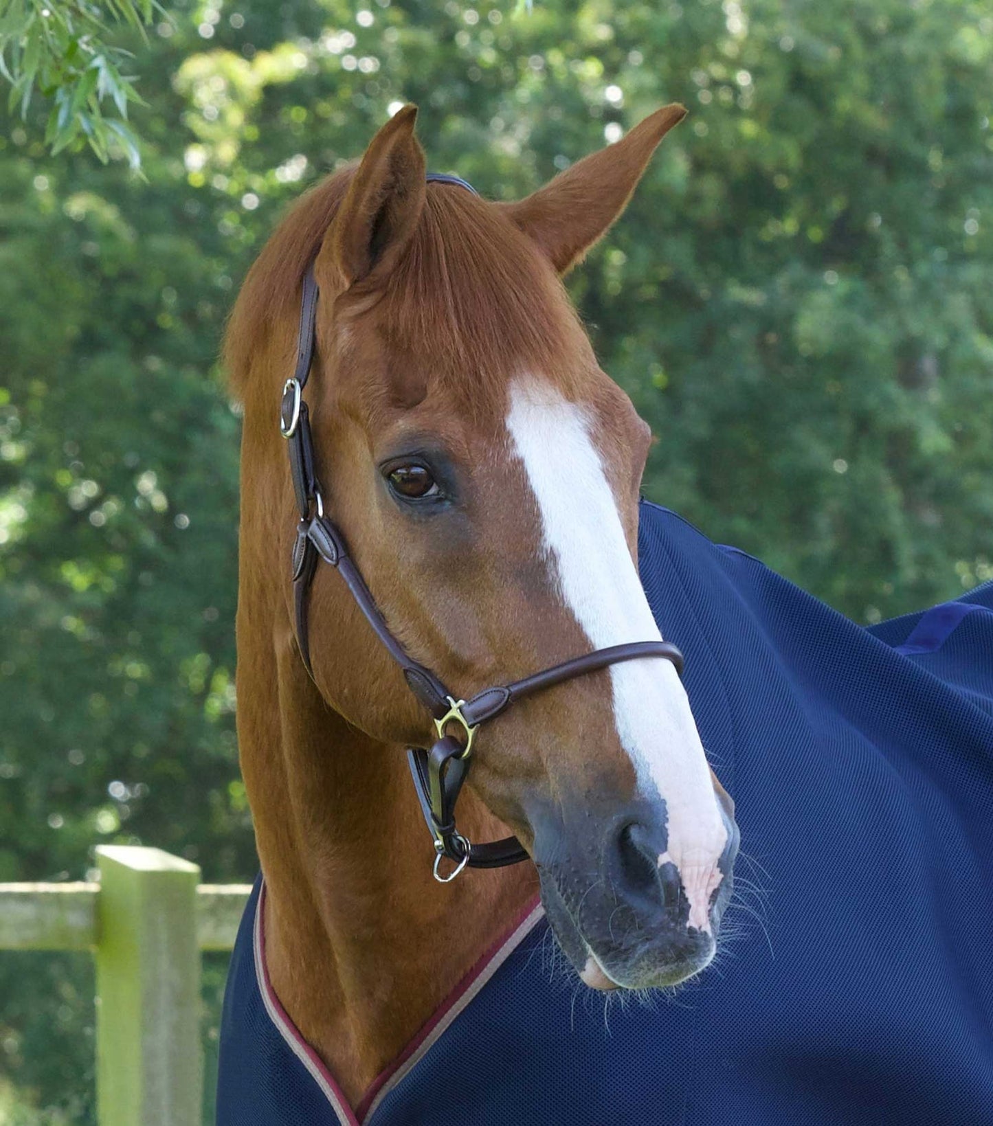 Hennaroso Rolled Anatomic Leather Head Collar