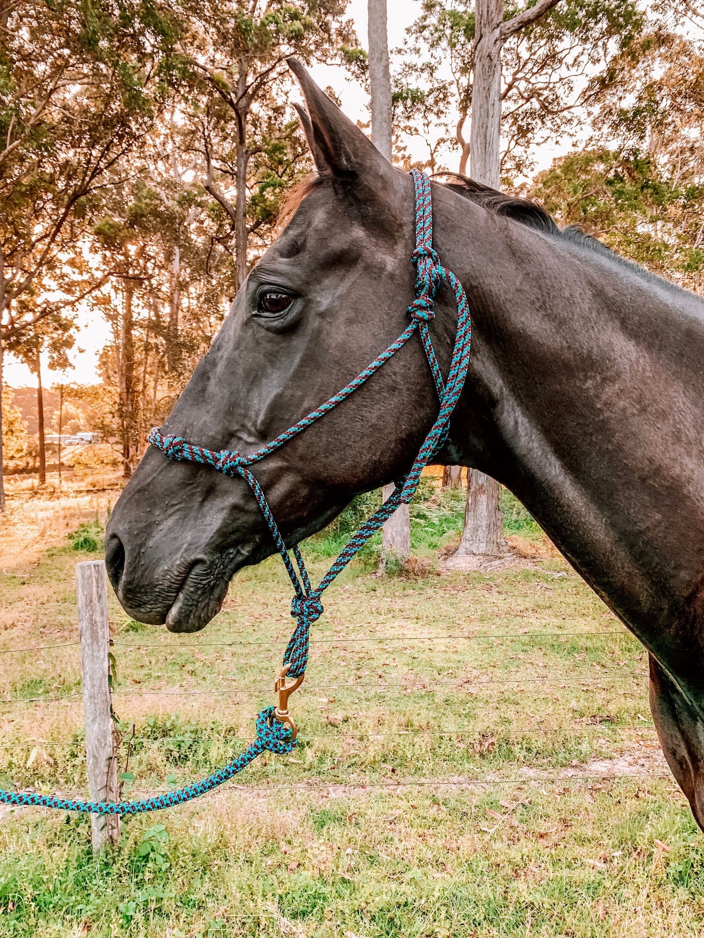 4 Knot Rope Halter - "KINGFISHER" freeshipping - Wild Rider