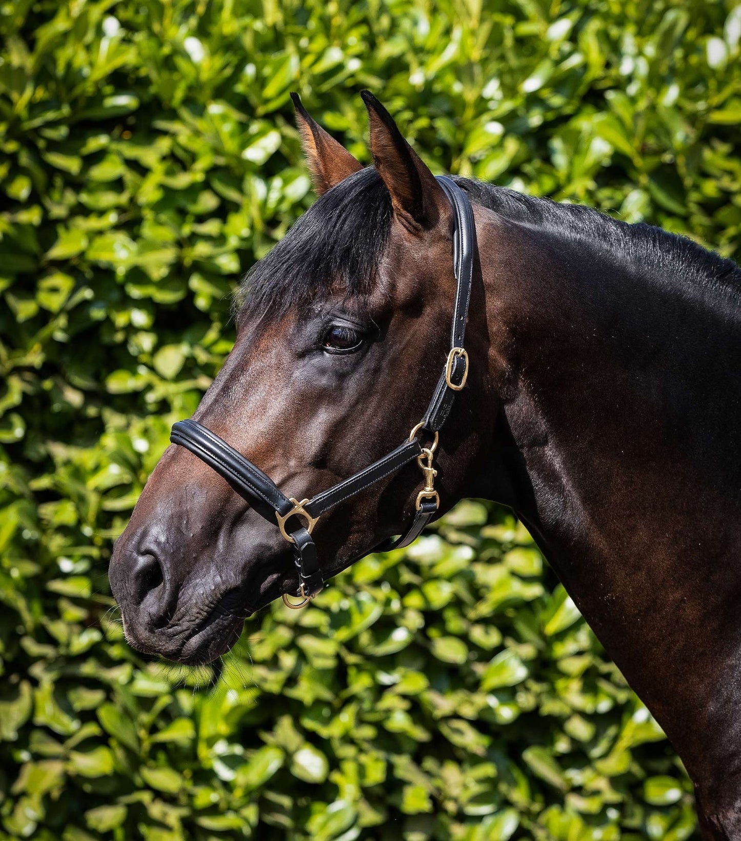 Padded Leather Head Collar