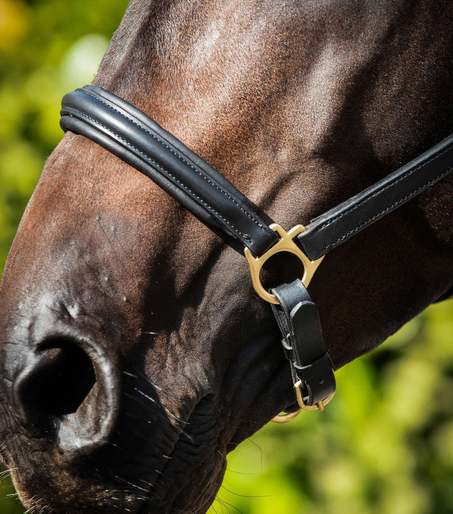 Padded Leather Head Collar