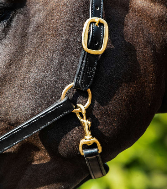 Padded Leather Head Collar