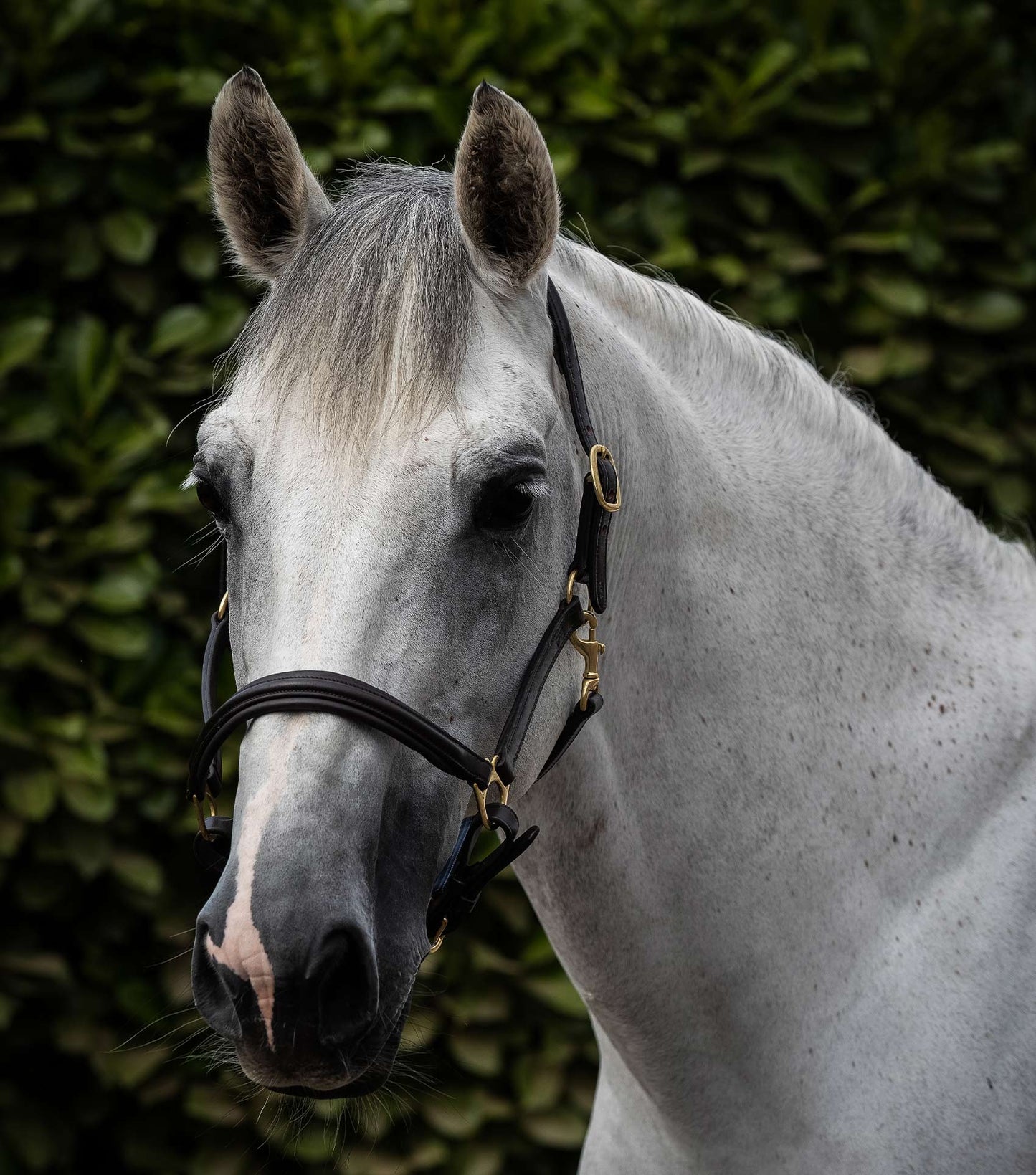 Padded Leather Head Collar