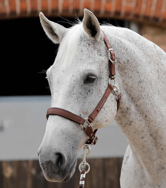 Plain Padded Horse Head Collar