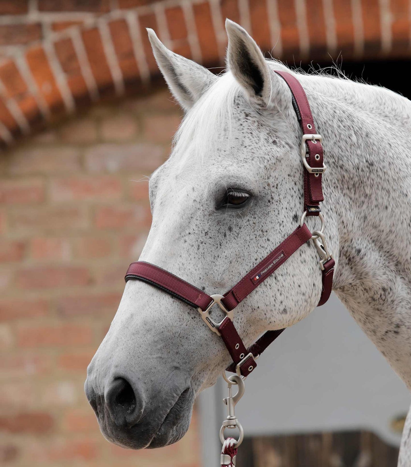 Plain Padded Horse Head Collar
