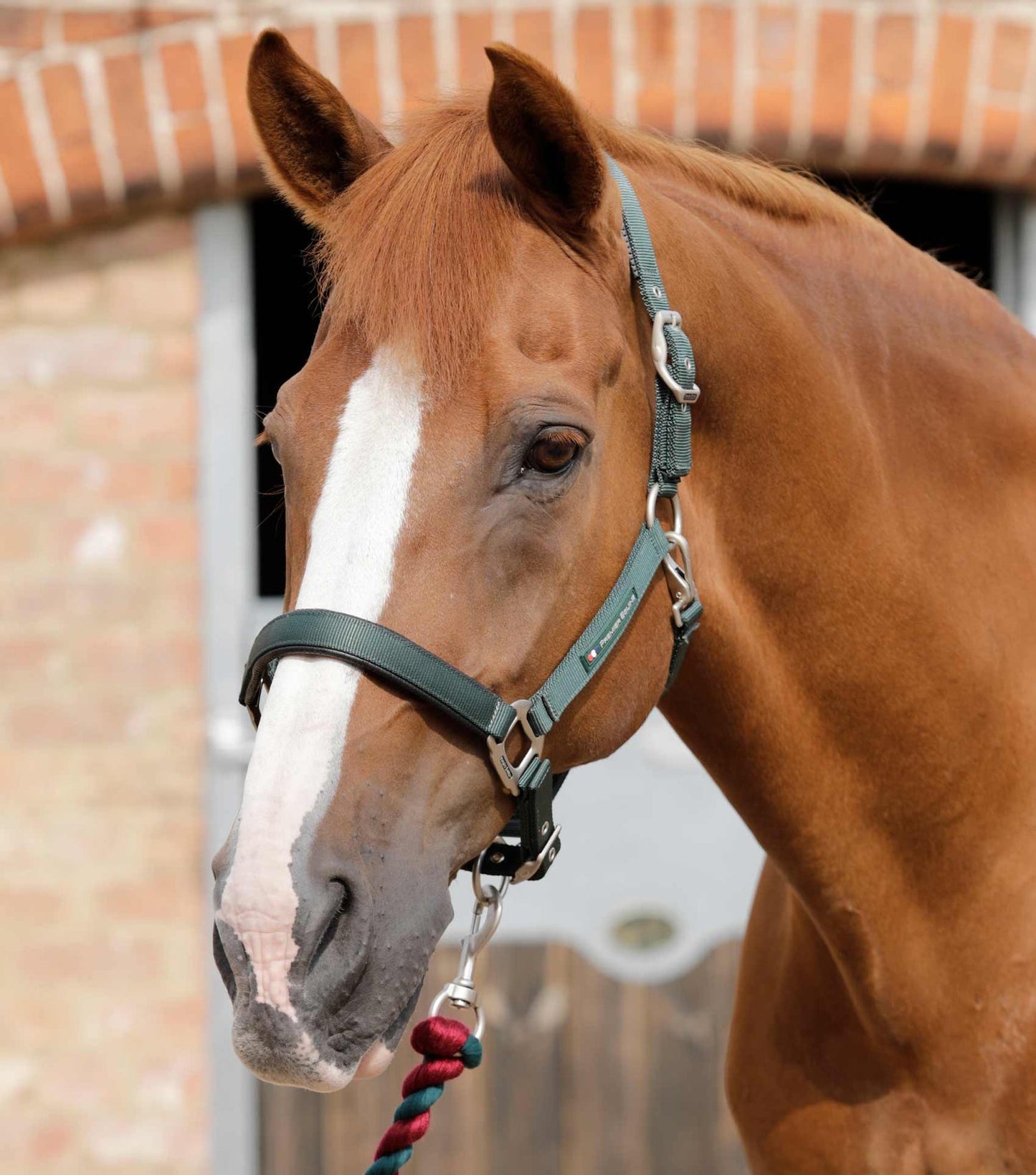 Plain Padded Horse Head Collar