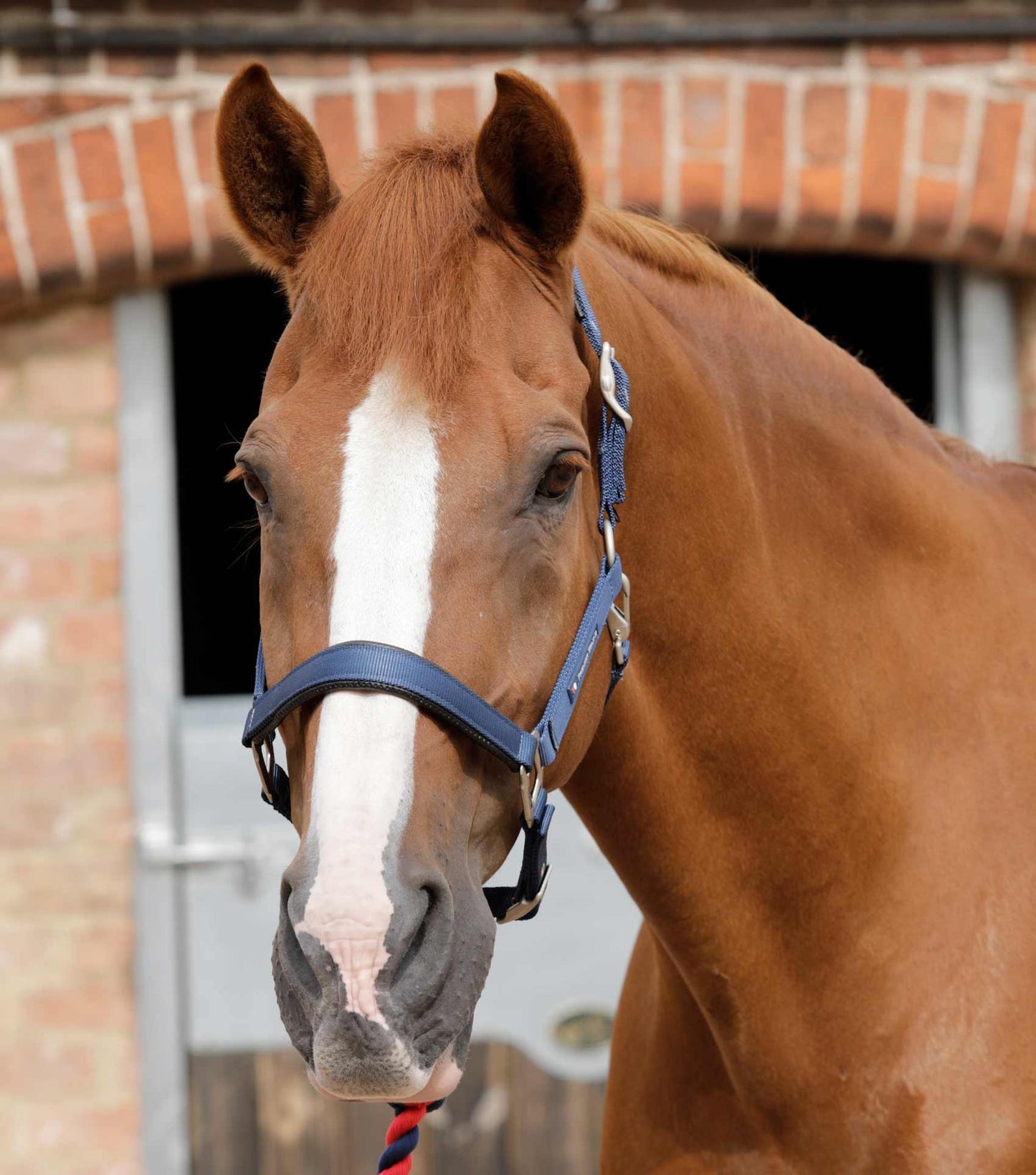 Plain Padded Horse Head Collar
