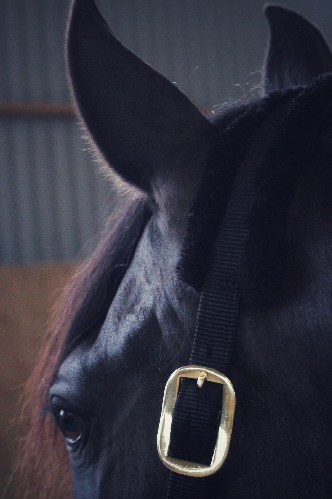Ivy halter - black/black - MASEGO horsewear