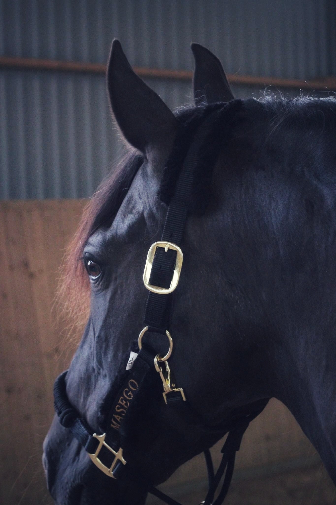 Ivy halter - black/black - MASEGO horsewear