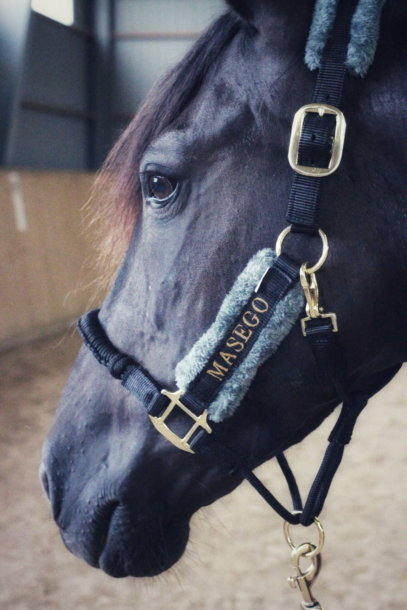 Ivy halter - black/grey - MASEGO horsewear