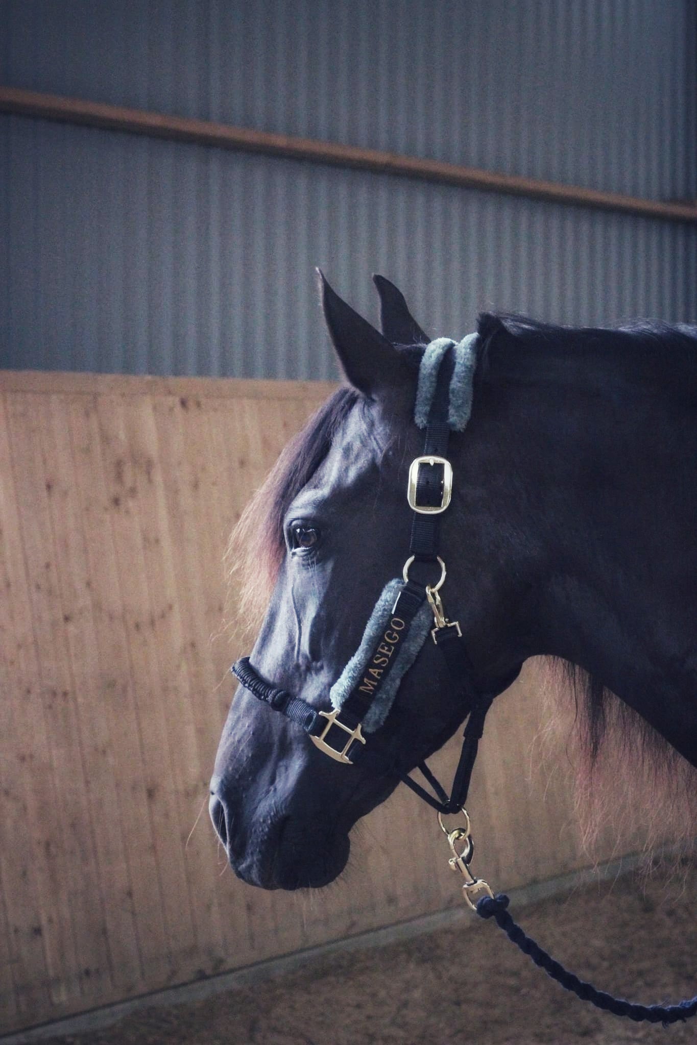 Ivy halter - black/grey - MASEGO horsewear