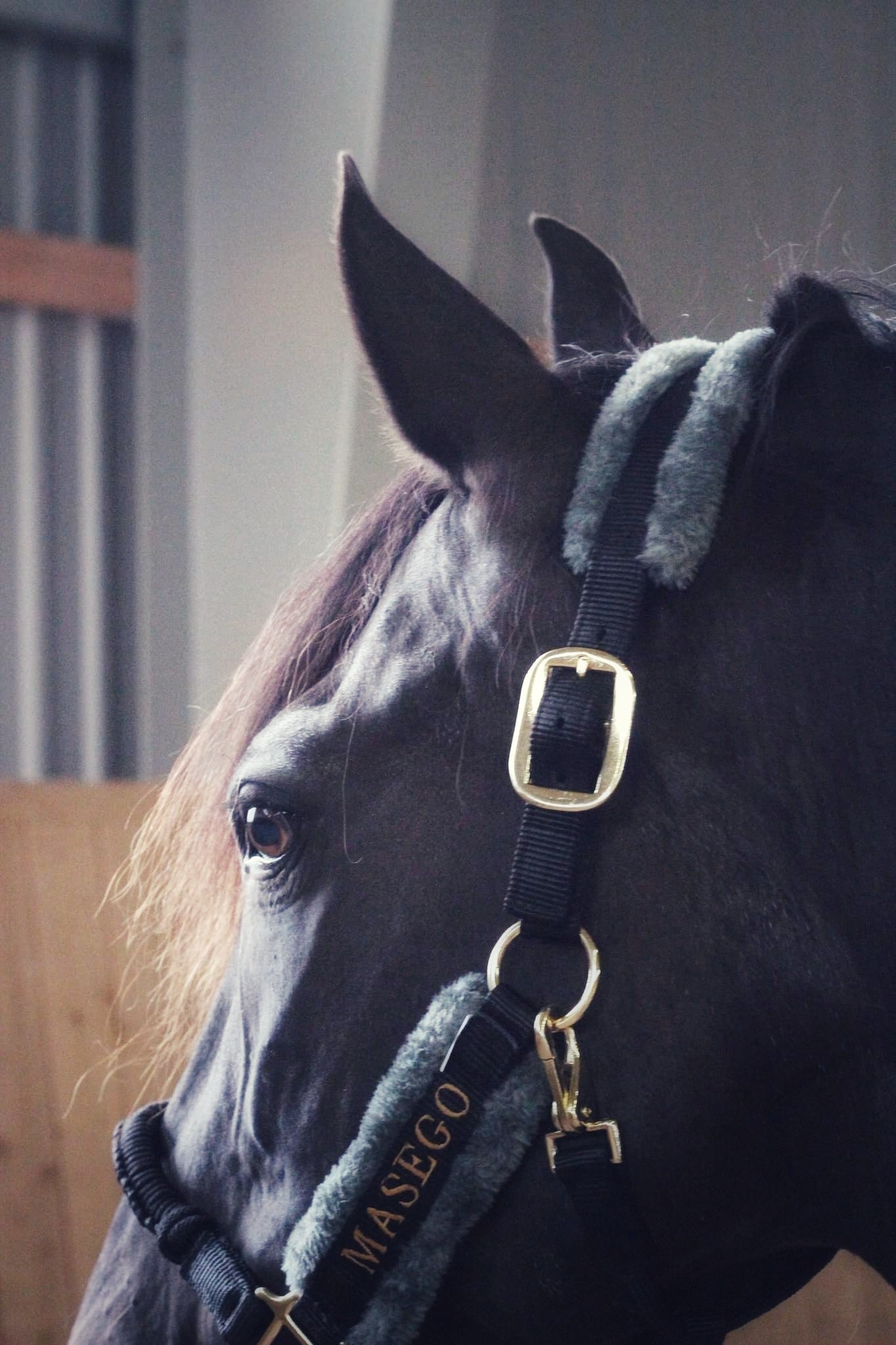 Ivy halter - black/grey - MASEGO horsewear