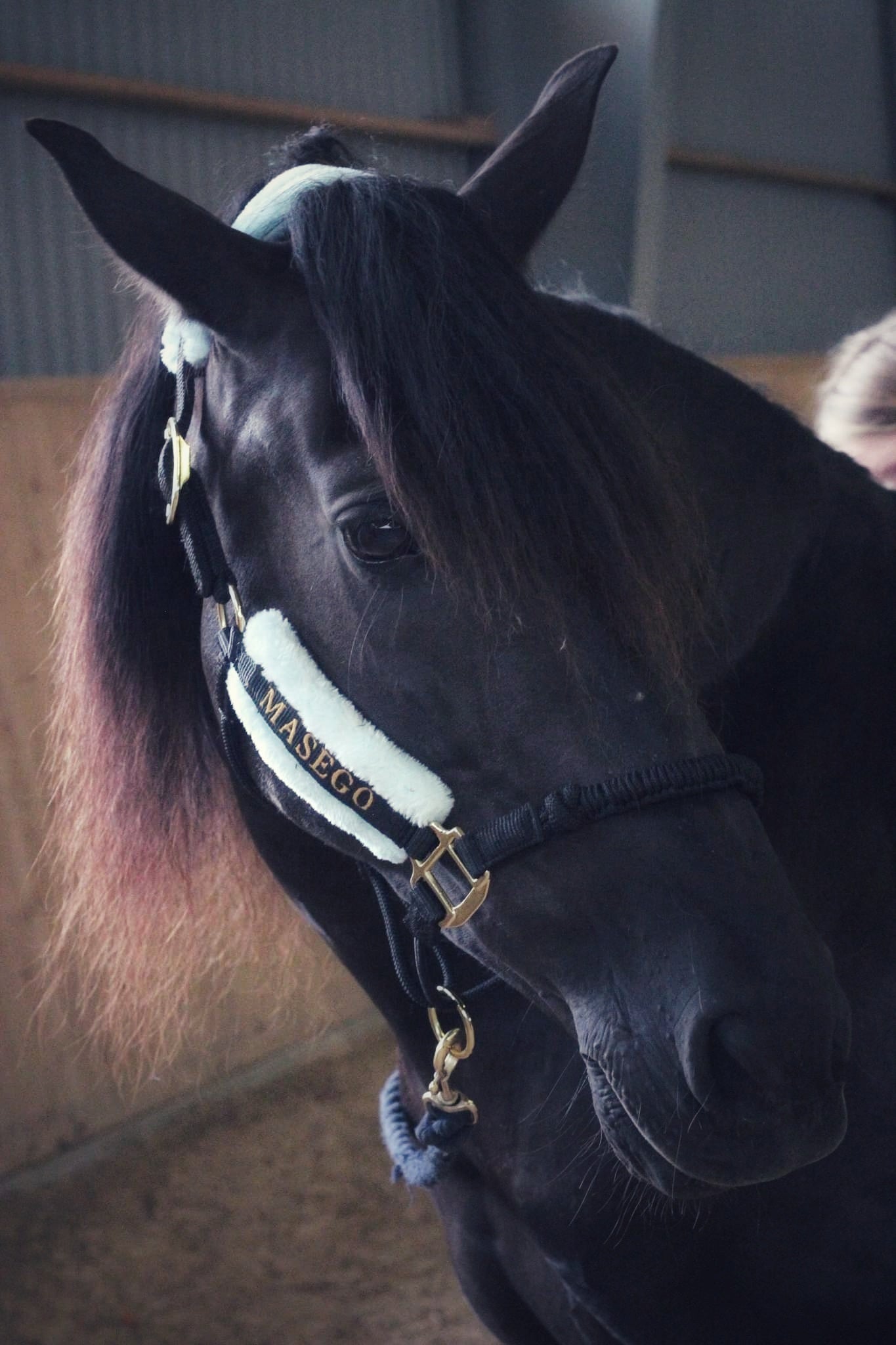 Ivy halter - black/very light blue - MASEGO horsewear