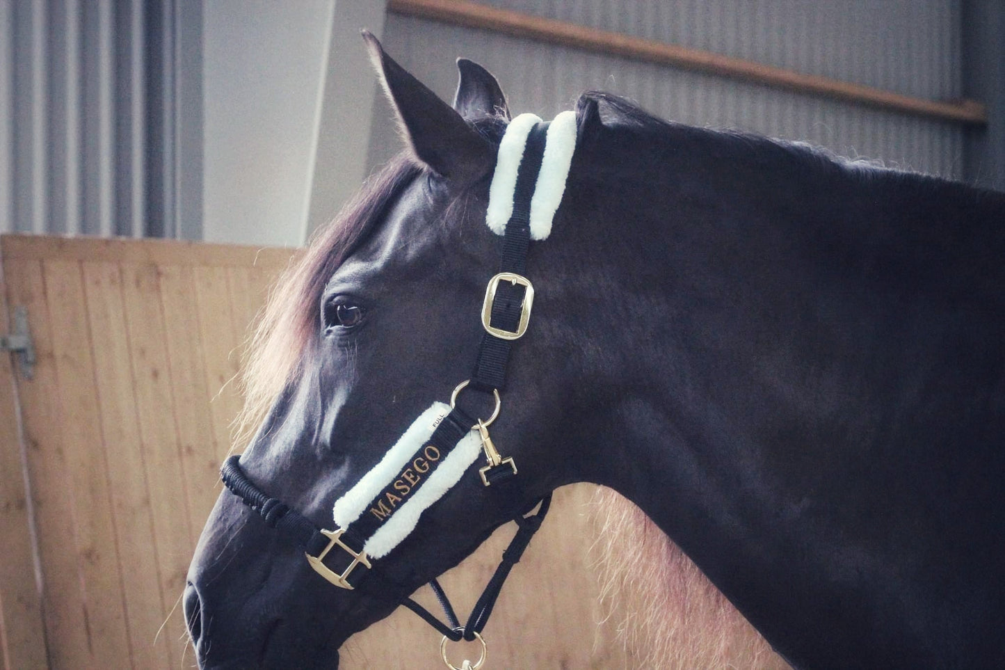 Ivy halter - black/very light blue - MASEGO horsewear