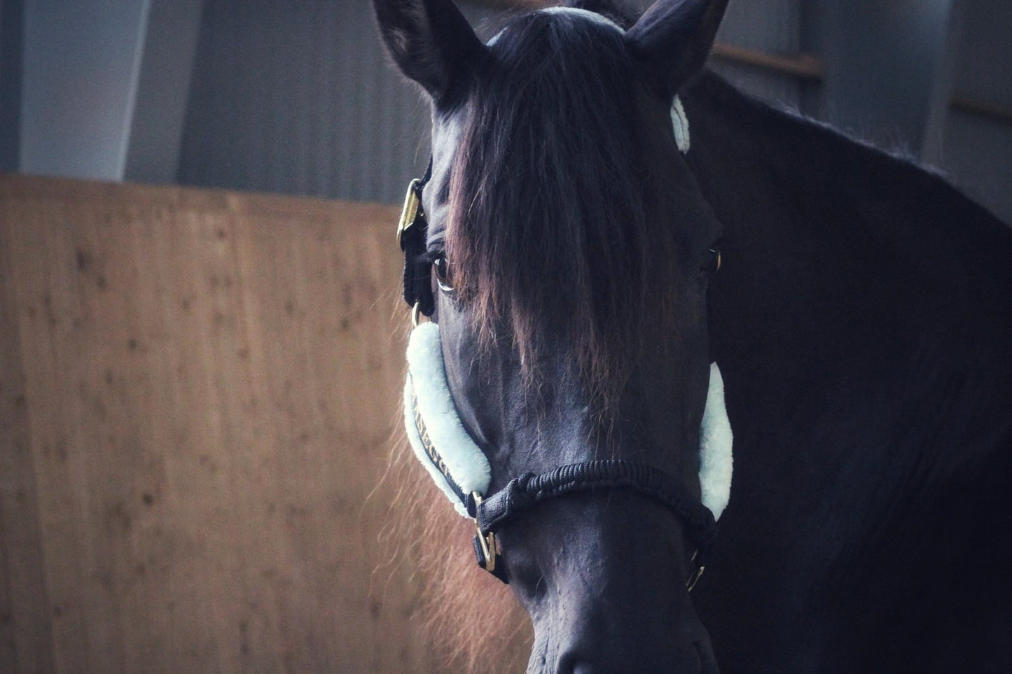 Ivy halter - black/very light blue - MASEGO horsewear