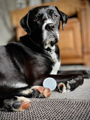 Bee Pawsome - Pet Paw Balm