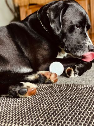 Bee Pawsome - Pet Paw Balm