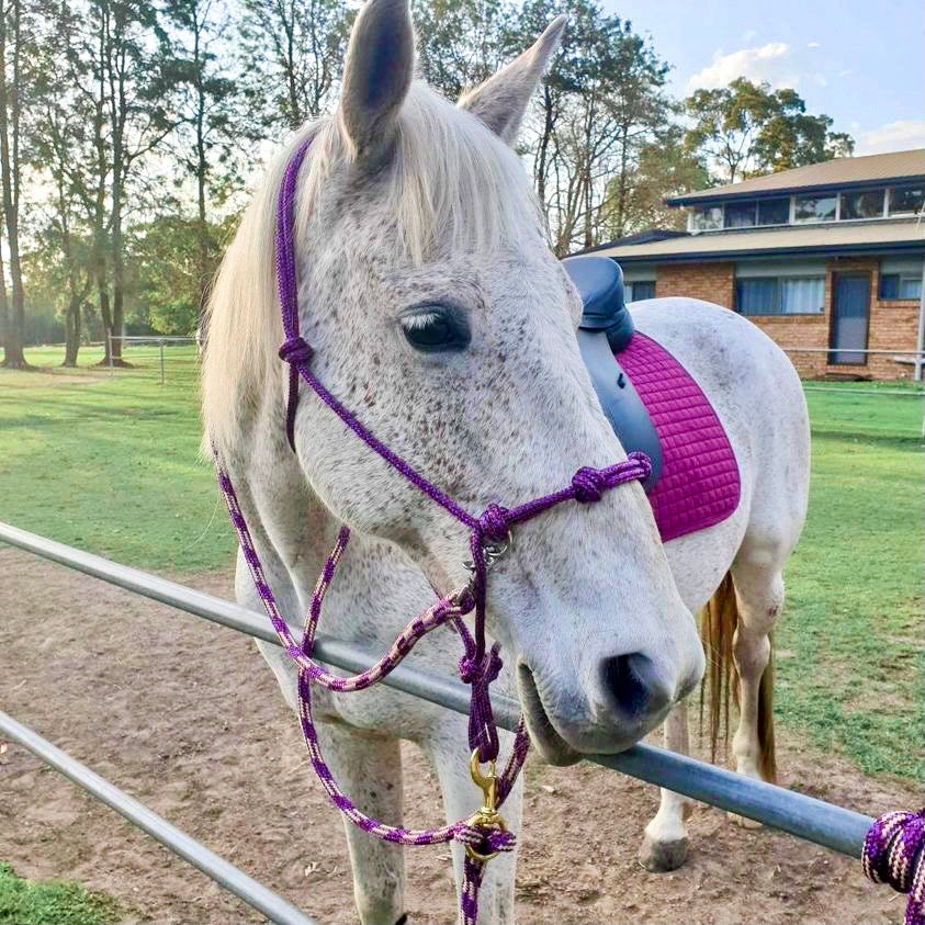 4 Knot Sidepull Halter with rings