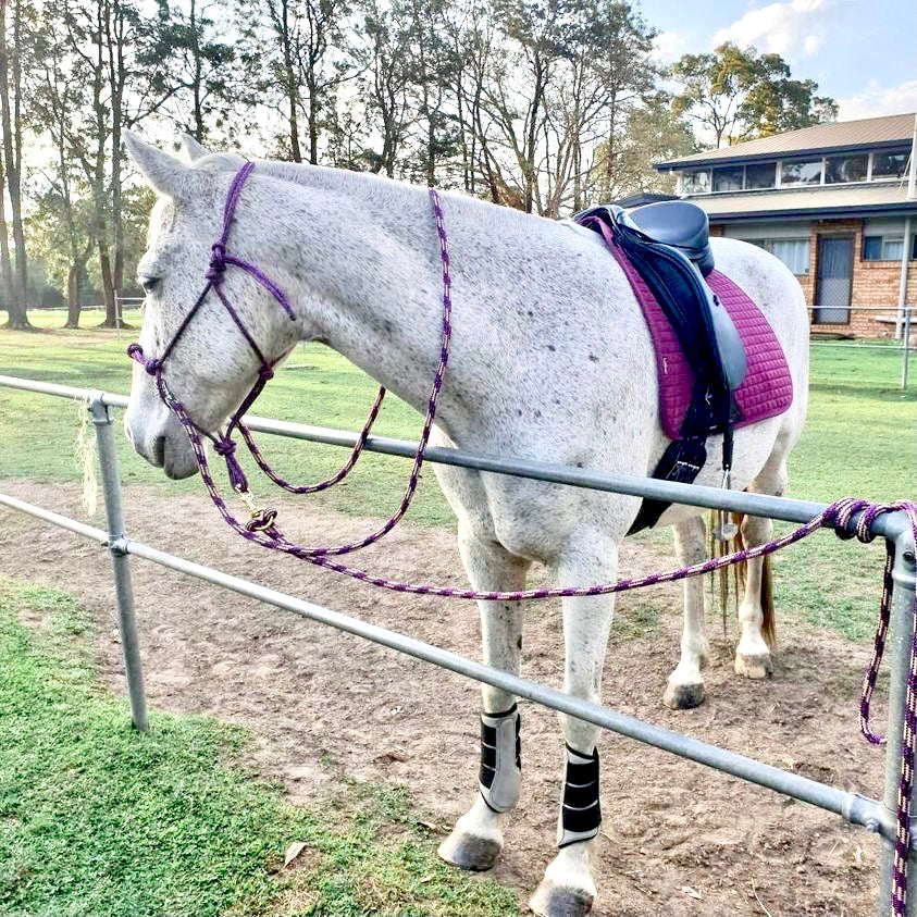 4 Knot Sidepull Halter with rings