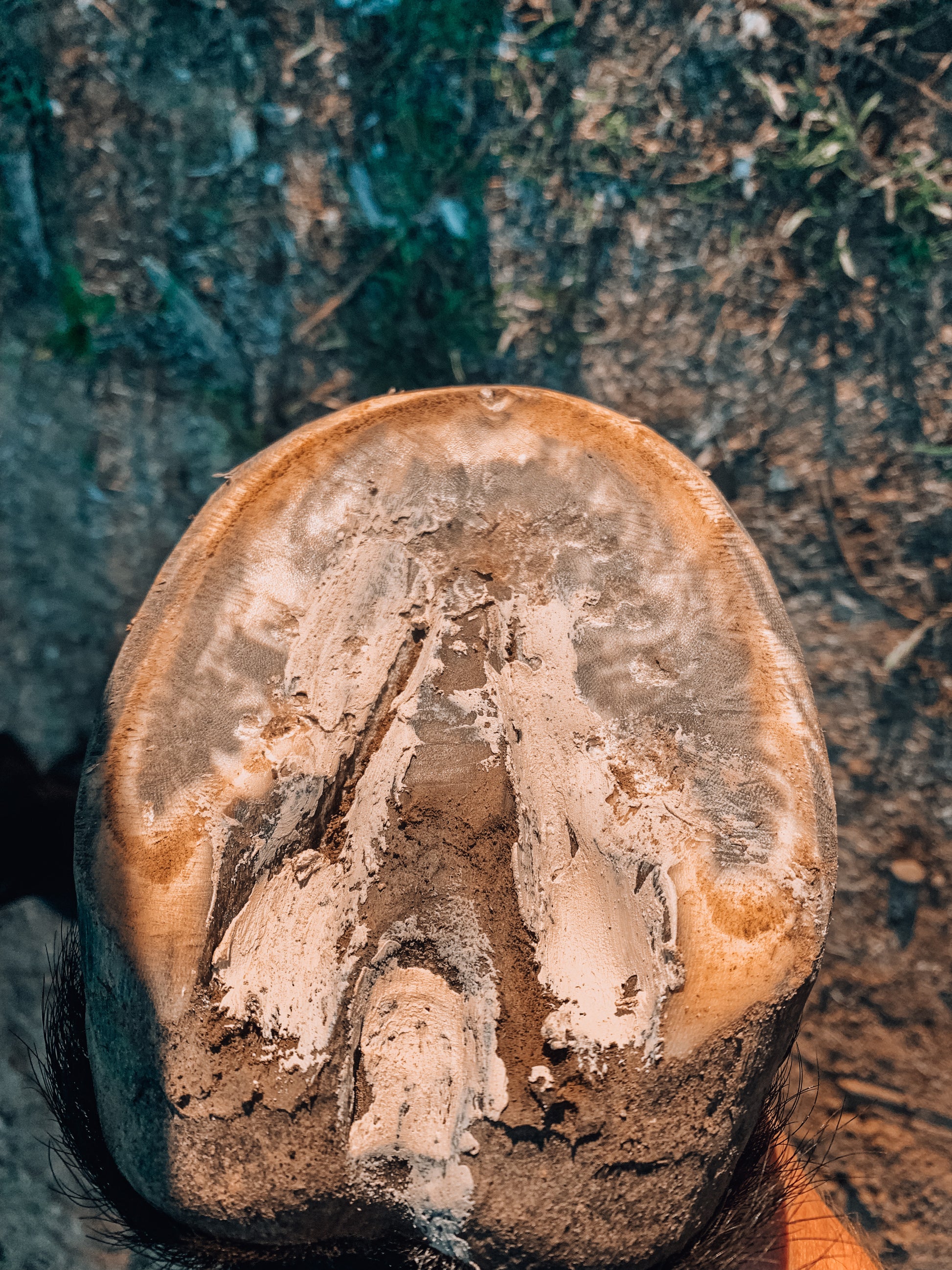 Hoof Pack - Thrush Relief and Protection freeshipping - Wild Rider