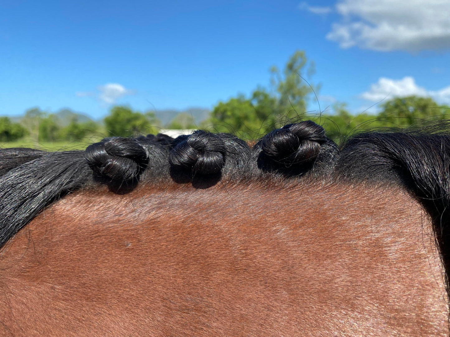 Braid Bee-Have freeshipping - Wild Rider