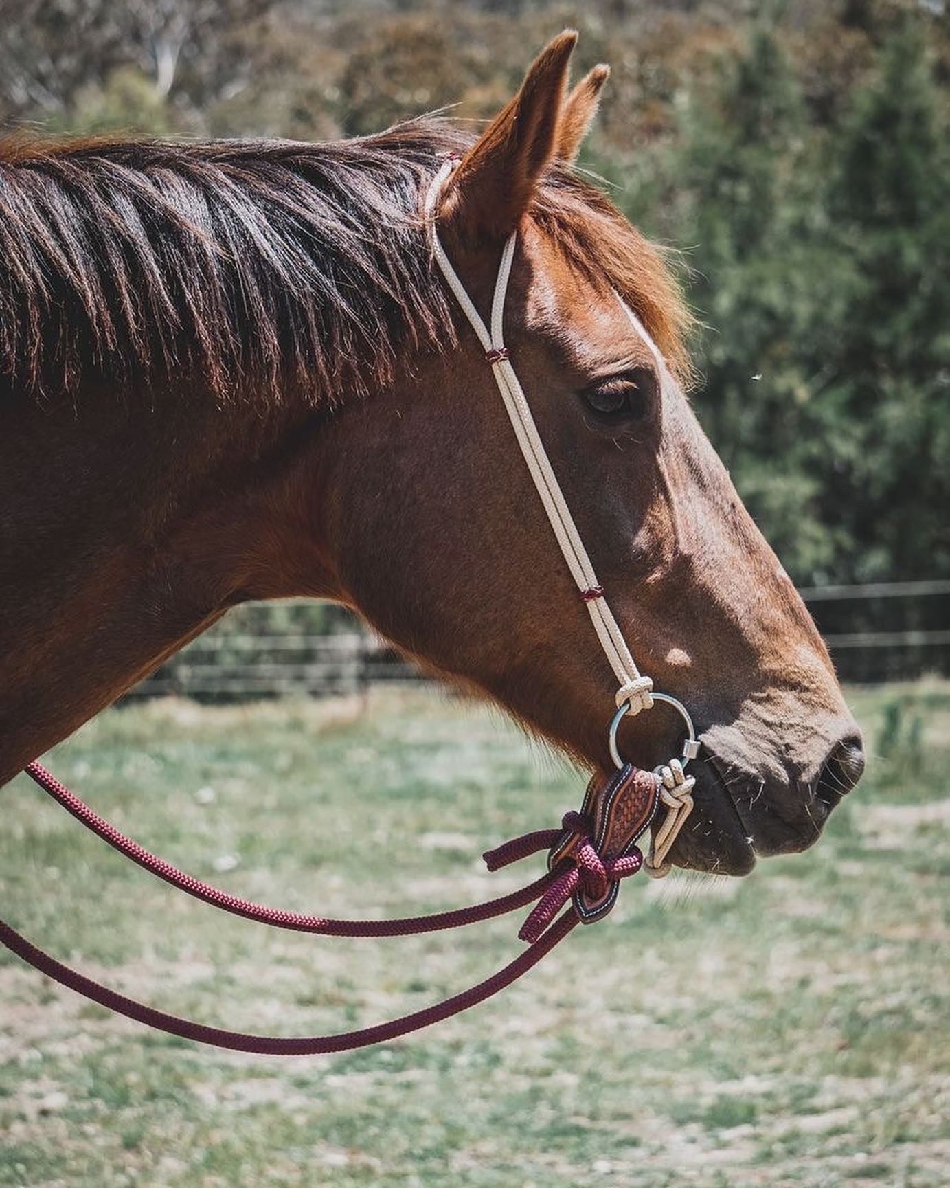 Rope Headstall - Design Your Own