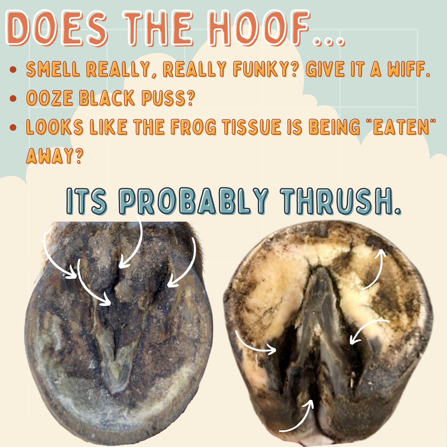 Hoof Pack - Thrush Relief and Protection freeshipping - Wild Rider