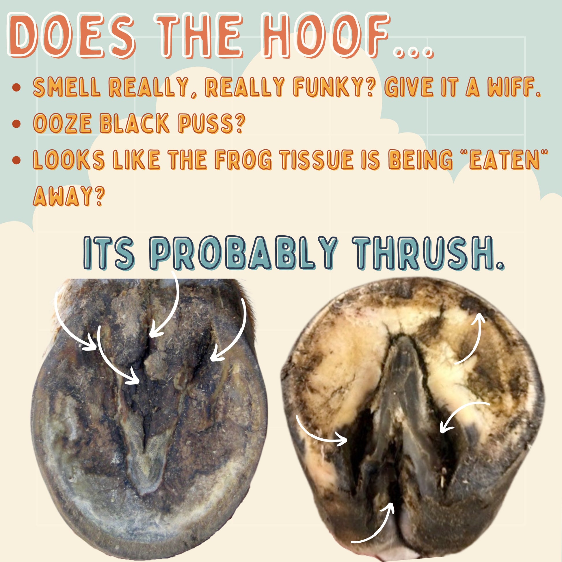 Hoof Pack - Thrush Relief and Protection freeshipping - Wild Rider