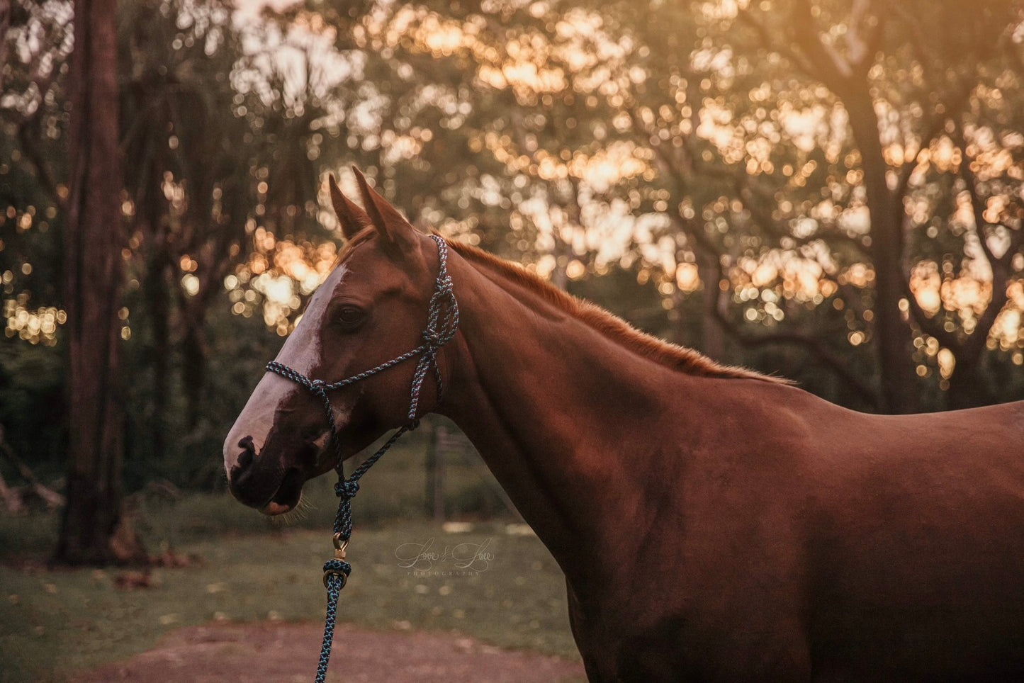 Standard Rope Halter - "Peacock" freeshipping - Wild Rider