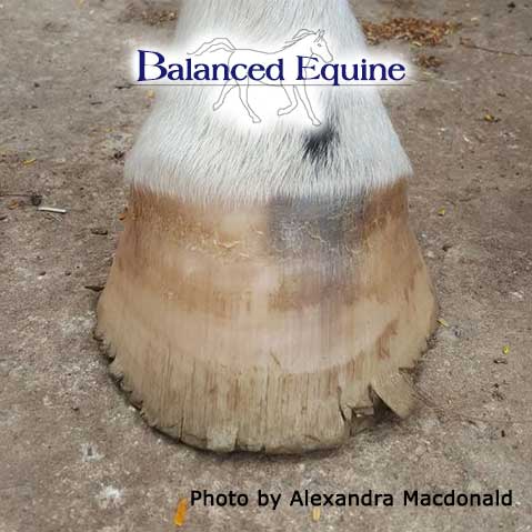 Equi Horse +Se