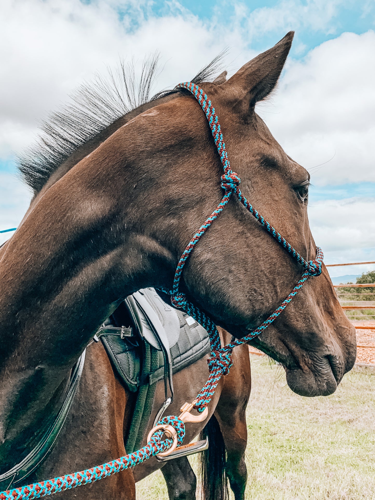 4 Knot Overlay Halter - "PEACOCK"