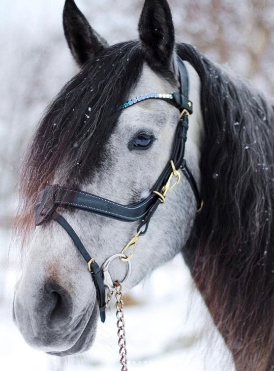 Golden Bridle - In Stock AUS