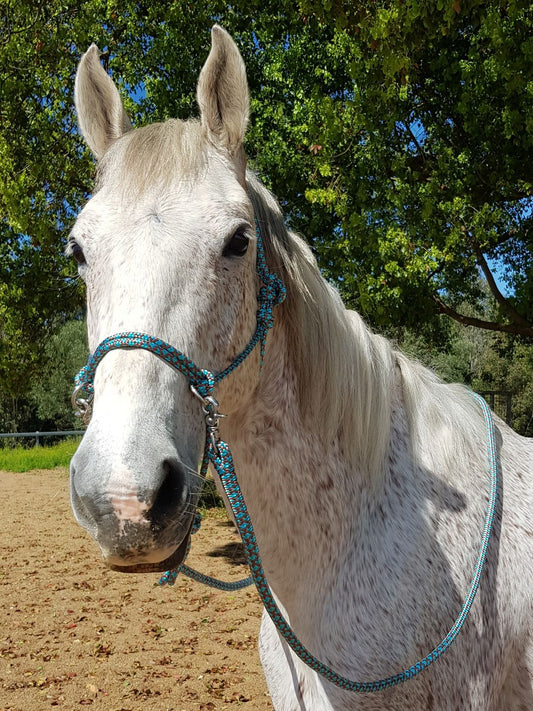 Standard Sidepull Halter with rings