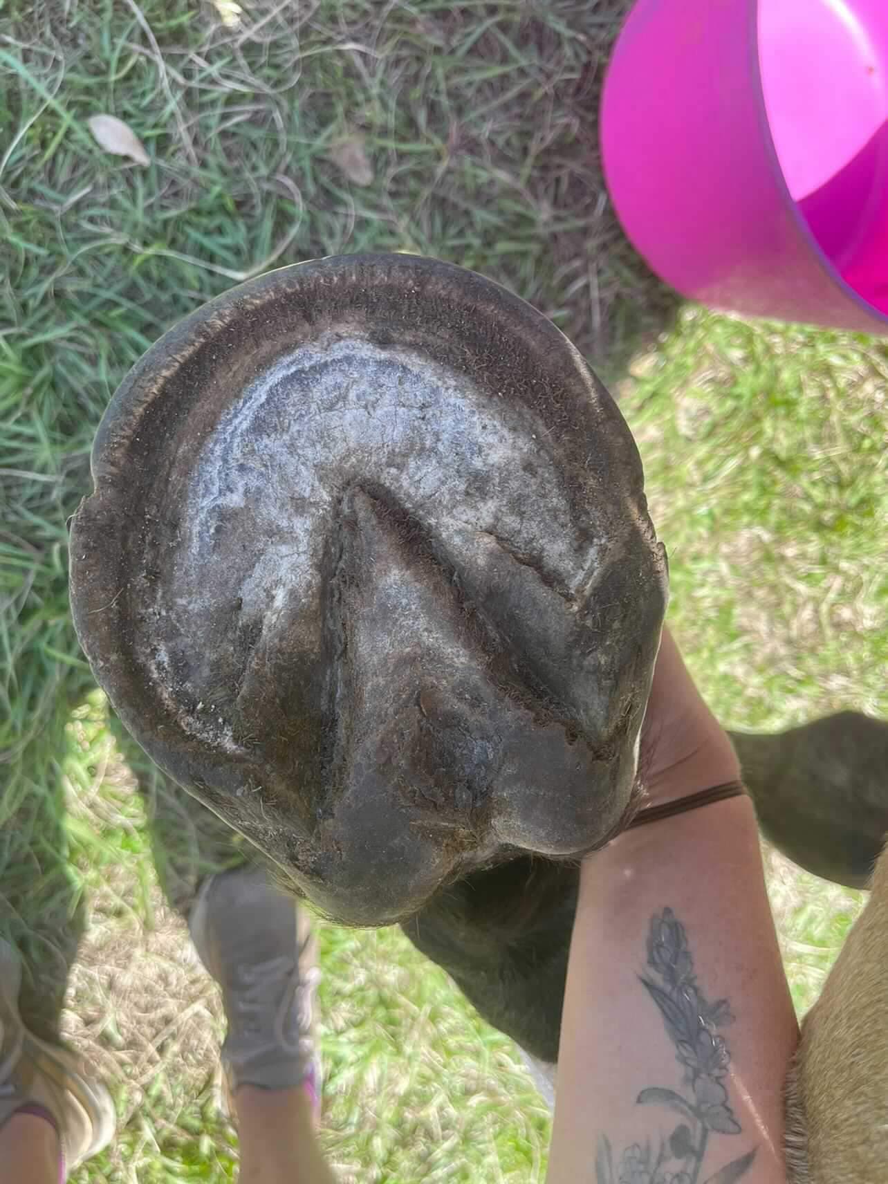 Hoof Beehave - Zinc Hoof Paste
