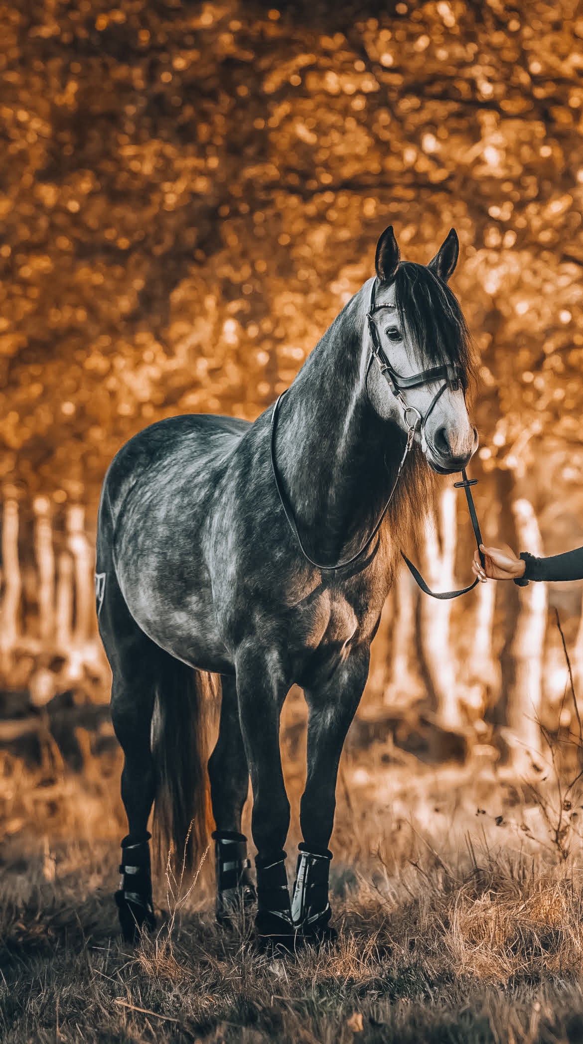Golden Bridle - In Stock AUS