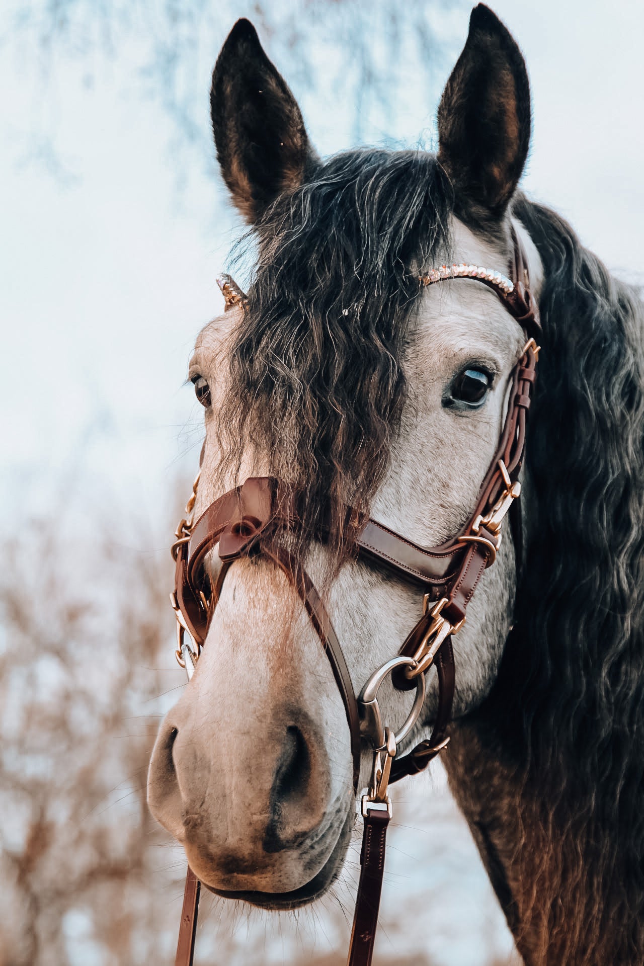 Masego Lily Bridle freeshipping - Wild Rider