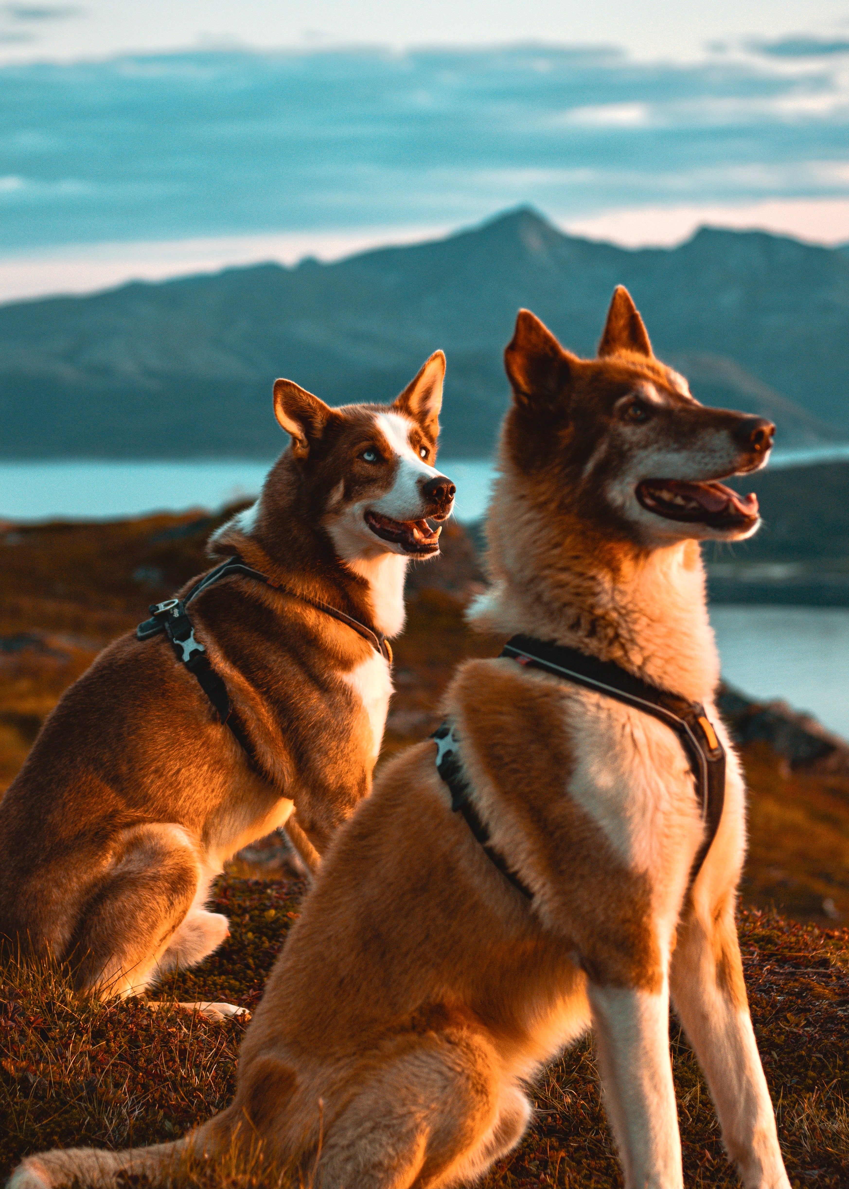 Wym Rider Dog For your Dog – Wild Rider