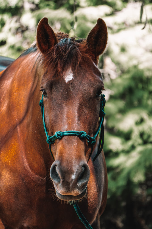 Rope Halters – Wild Rider
