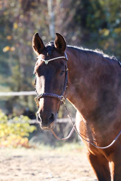 Odessa bonita Multi Bridle with padded noseband - MASEGO bit to bitless system