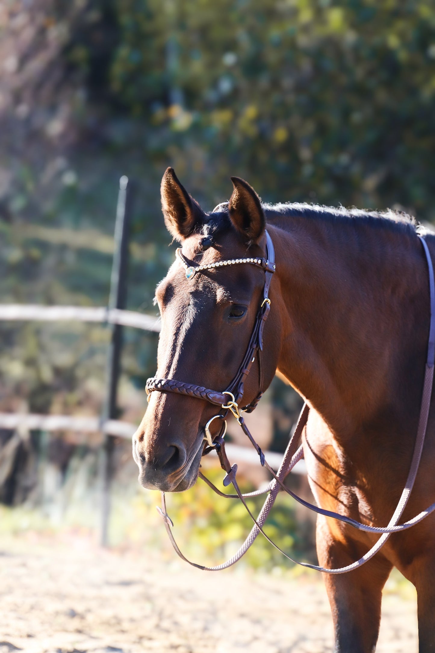 Odessa bonita Multi Bridle with padded noseband - MASEGO bit to bitless system