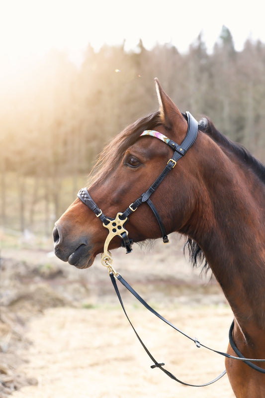 Zoe hackamore Bridle