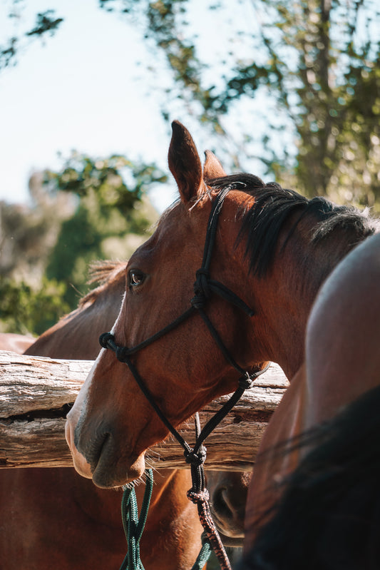 4 Knot Rope Halter